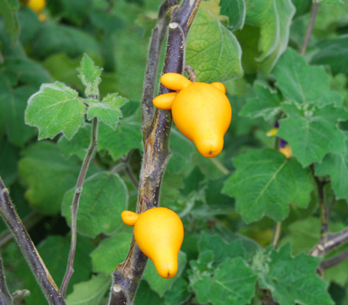 Solanum mammosum - Nipple Fruit