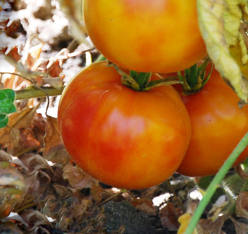 Hillbilly Tomato Seeds