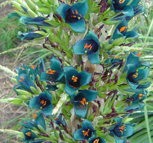 Puya alpestris - Sapphire Tower Seeds Puya alpestris - Sapphire Tower Seeds