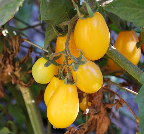 Yellow Plum Tomato Seeds