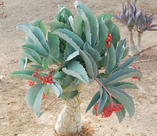 Cyphostemma juttae - Tree Grape Seeds