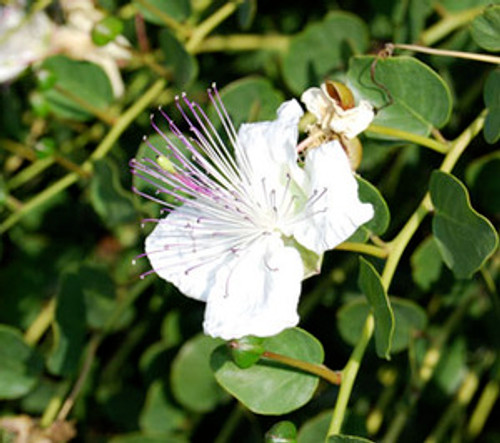 Capparis spinosa - Caper Seeds Capparis spinosa - Caper Seeds