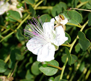 Capparis spinosa - Caper Seeds