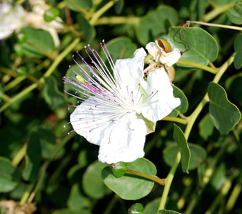 Capparis spinosa - Caper Seeds