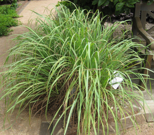 Cymbopogon citratus - Lemon Grass Seeds