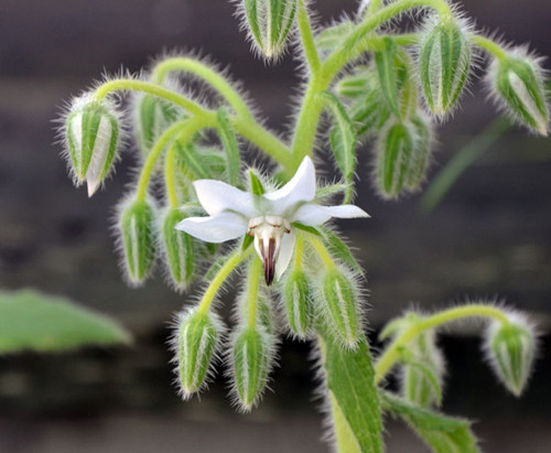 Borago officinalis - White Borage Seeds