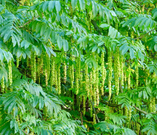 Pterocarya fraxinifolia - Caucasian Walnut