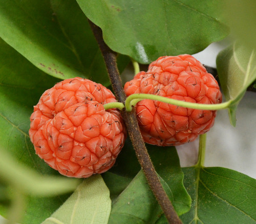 Cudrania tricuspidata - Che Seeds