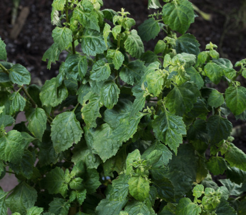 Pogostemon heyeanus - Patchouli Seeds