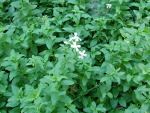 Saponaria officinalis - Soapwort Seeds