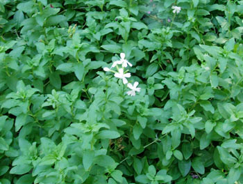 Saponaria officinalis - Soapwort Seeds