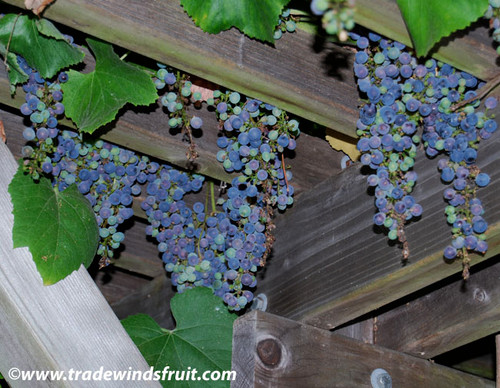 Vitis californica - California Wild Grape Seeds