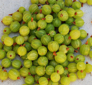 Ribes hirtellum - Gooseberry Seeds