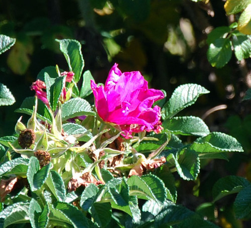 Rosa rugosa - Red Rugosa Rose Seeds Rosa rugosa - Red Rugosa Rose Seeds