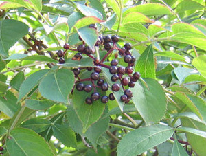 Sambucus canadensis - Elderberry Seeds