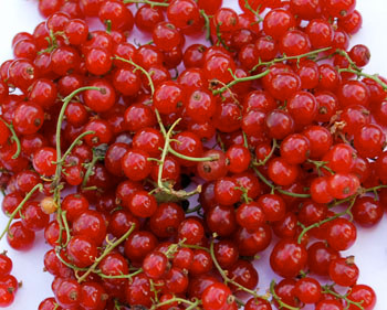 Ribes rubrum - Red Currant Seeds