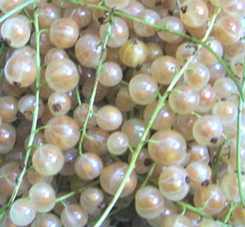 Ribes sativum - White Currant