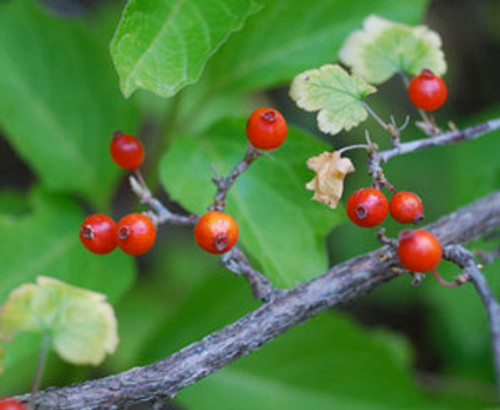Ribes triste - Swamp Red Currant Seeds