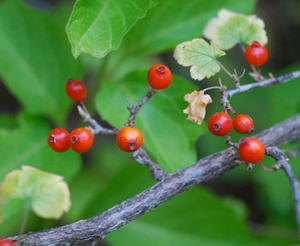 Ribes triste - Swamp Red Currant Seeds