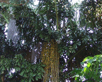 Caryota urens - Wine Palm Seeds
