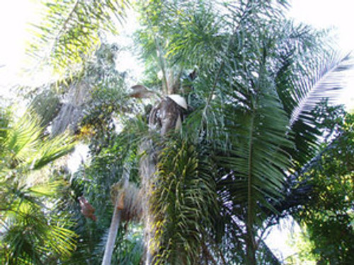 Archontophoenix cunninghamiana - King Palm Seeds Archontophoenix cunninghamiana - King Palm Seeds