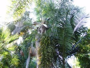 Archontophoenix cunninghamiana - King Palm Seeds