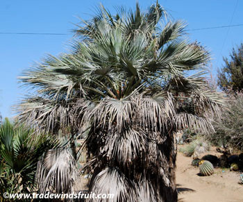 Brahea armata - Mexican Blue Palm Seeds