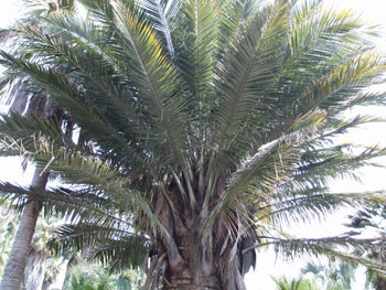 Jubaea chilensis - Chilean Wine Palm Seeds