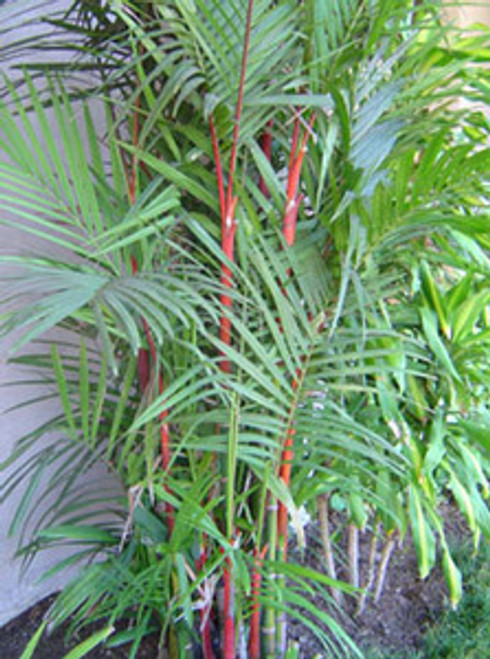 Cyrtostachys renda - Red Sealing Wax Palm Seeds Cyrtostachys renda - Red Sealing Wax Palm Seeds