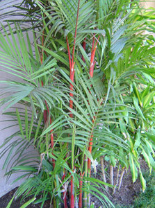 Cyrtostachys renda - Red Sealing Wax Palm Seeds