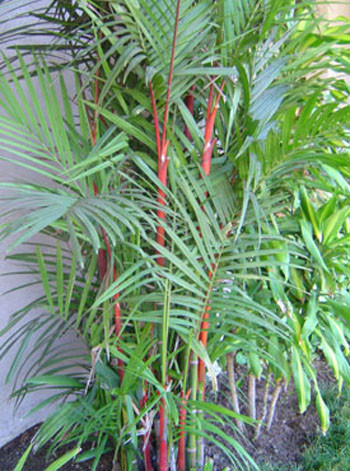 Cyrtostachys renda - Red Sealing Wax Palm Seeds