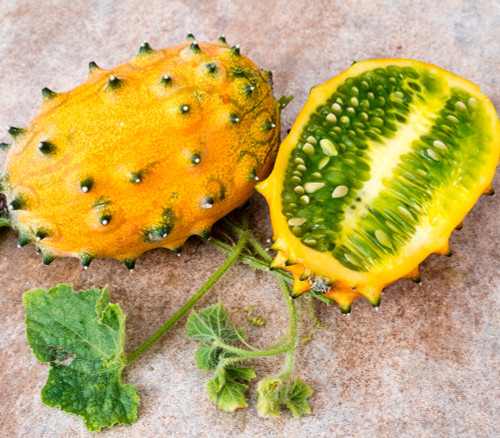 Cucumis metuliferus - Horned Melon