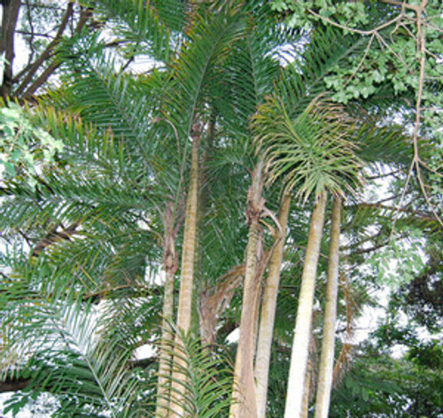 Bactris gasipaes - Peach Palm