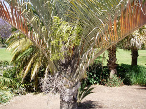 Neodypsis decaryi - Triangle Palm Seeds