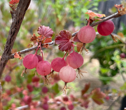 Ribes hirtellum - Red Gooseberry Seeds Ribes hirtellum - Red Gooseberry Seeds
