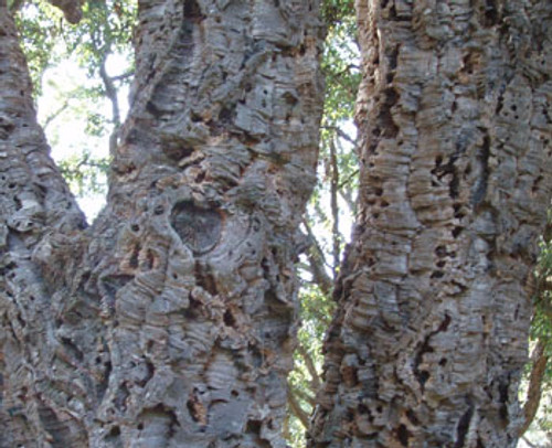 Quercus suber - Cork Bark Tree Seeds