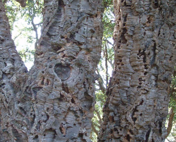 Quercus suber - Cork Bark Tree Seeds