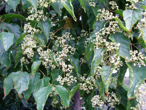Hovenia dulcis - Raisin Tree Seeds Hovenia dulcis - Raisin Tree Seeds