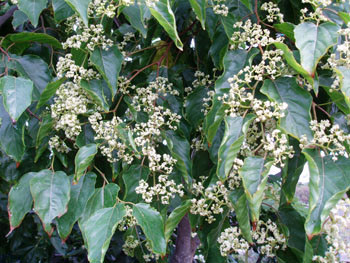 Hovenia dulcis - Raisin Tree Seeds