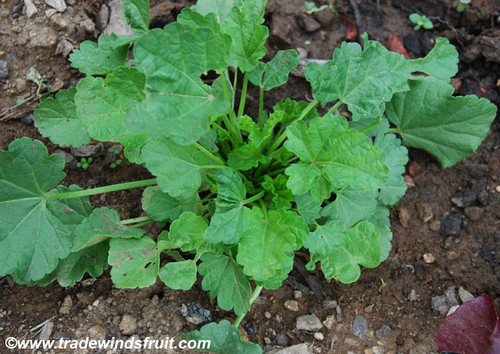 Althaea officinalis - Marsh Mallow Seeds Althaea officinalis - Marsh Mallow Seeds