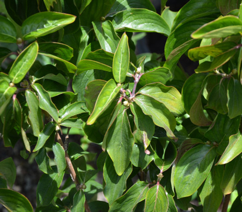 Cornus mas - Cornelian Cherry Seeds