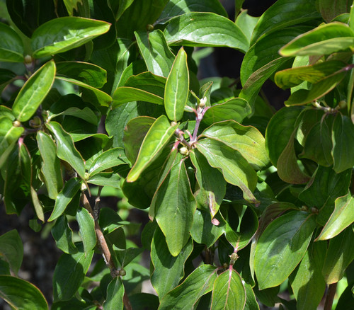 Cornus mas - Cornelian Cherry Seeds