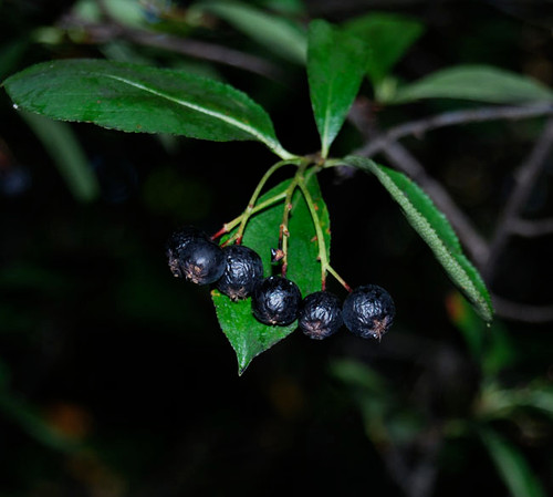 Prunus virginiana - Choke Cherry Seeds