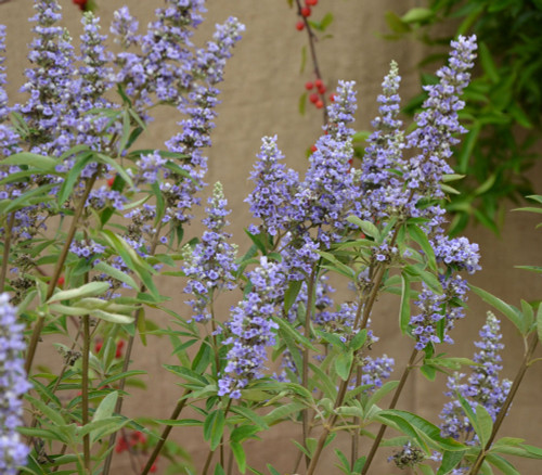 Vitex agnus-castus - Chaste Tree Seeds Vitex agnus-castus - Chaste Tree Seeds