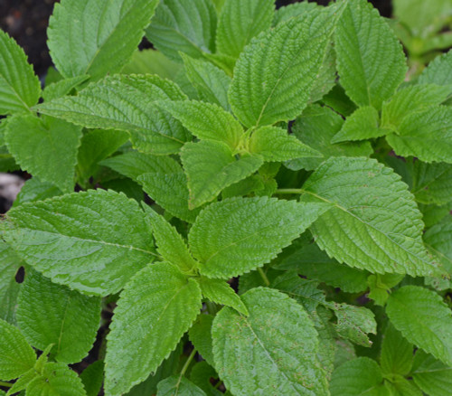 Salvia hispanica - Chia Seeds