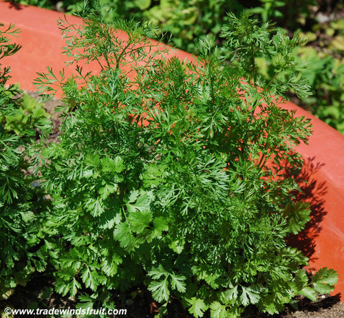 Coriandrum sativum - Slo-Bolt Coriander Seeds