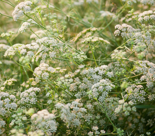 Cuminum cyminum - Cumin Seeds Cuminum cyminum - Cumin Seeds