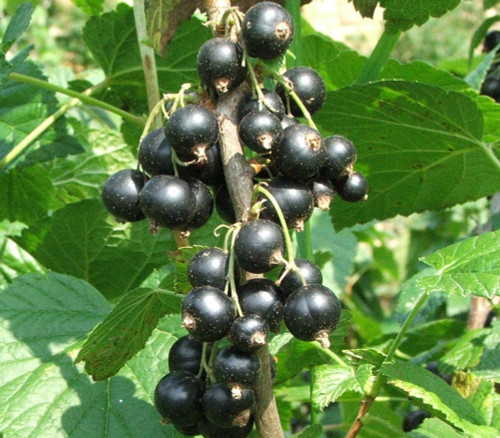 Ribes nigrum - Black Currant Seeds