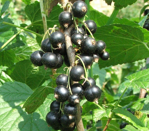 Ribes nigrum - Black Currant Seeds