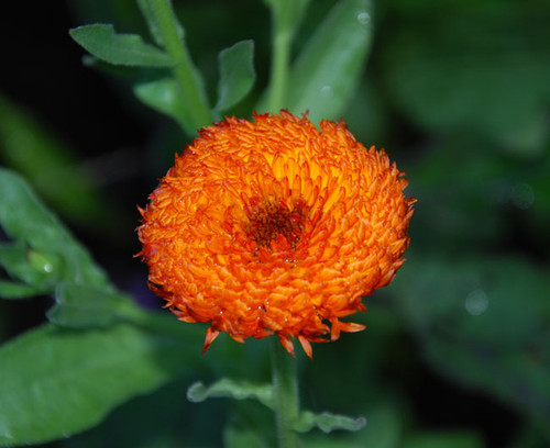 Calendula officinalis - Neon Calendula Seeds